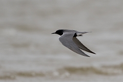 DPPhotography - Texas - Black tern - K