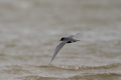 DPPhotography - Texas - Black tern - L