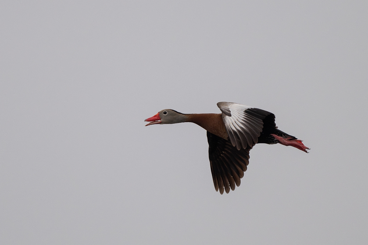 DPPhotography - Texas - Black-bellied whistling duck - B.jpg - Black-bellied whistling duck - Anahuac NWR, Texas