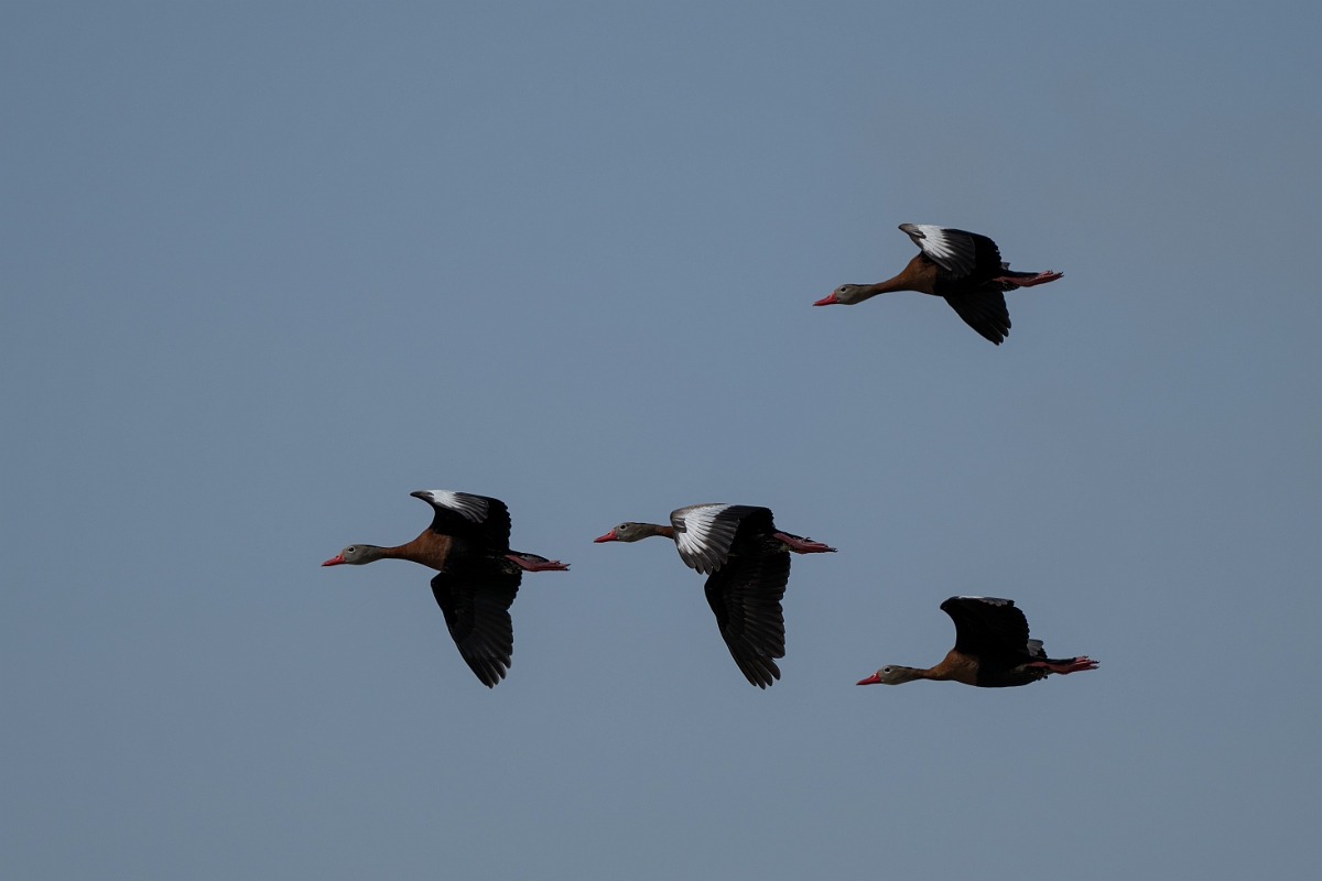 DPPhotography - Texas - Black-bellied whistling duck - C.jpg - Black-bellied whistling duck - Estero Llano Grande State Park, Texas