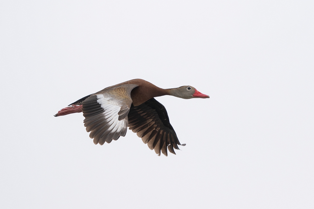 DPPhotography - Texas - Black-bellied whistling duck - E.jpg - Black-bellied whistling duck - Rollover Pass, Bolivar Peninsula, Texas