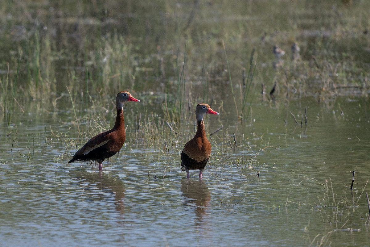 DPPhotography - Texas - Black-bellied whistling duck - G.jpg - Black-bellied whistling duck - Santa Ana NWR, Texas