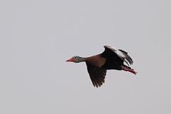 DPPhotography - Texas - Black-bellied whistling duck - A