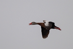 DPPhotography - Texas - Black-bellied whistling duck - B