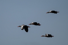 DPPhotography - Texas - Black-bellied whistling duck - D