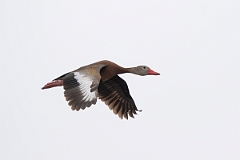 DPPhotography - Texas - Black-bellied whistling duck - E