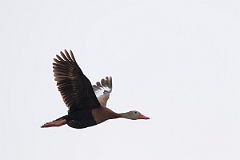 DPPhotography - Texas - Black-bellied whistling duck - F