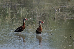 DPPhotography - Texas - Black-bellied whistling duck - G