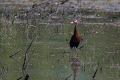 DPPhotography - Texas - Black-bellied whistling duck - H