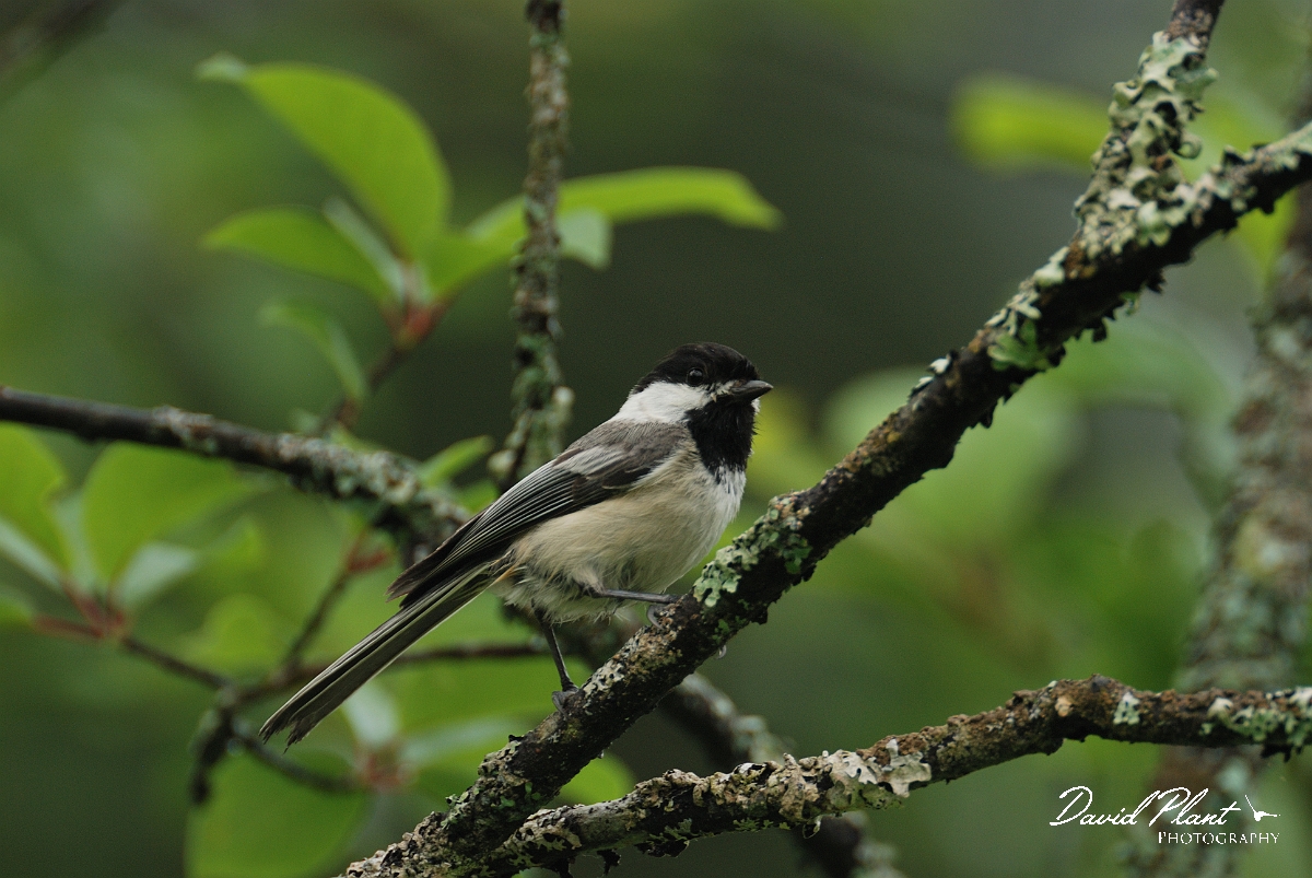 David Plant Photography - Wildlife Photographer - Black-capped chickadee - A.jpg - Black-capped chickadee - White Mountains National Forest, ME