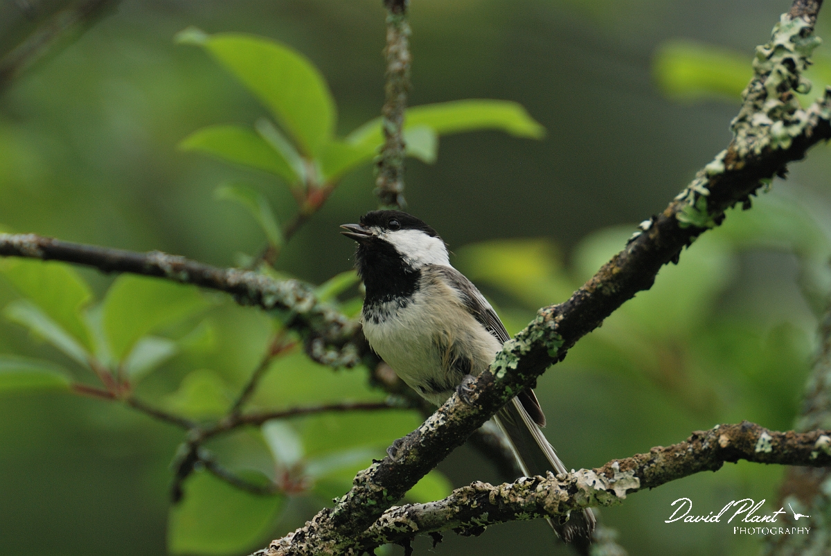 David Plant Photography - Wildlife Photographer - Black-capped chickadee - B.jpg - Black-capped chickadee - White Mountains National Forest, ME