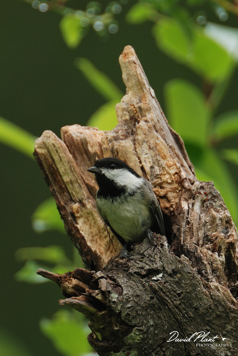 David Plant Photography - Wildlife Photographer - Black-capped chickadee - C.jpg - Black-capped chickadee at nest - White Mountains National Forest, ME