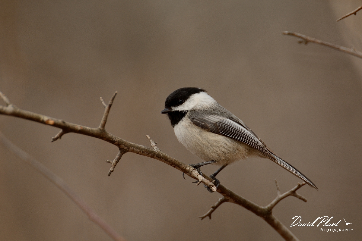 David Plant Photography - Wildlife Photography - Black-capped chickadee - E.jpg - Black-capped chickadee - Ipswich River WR, MA
