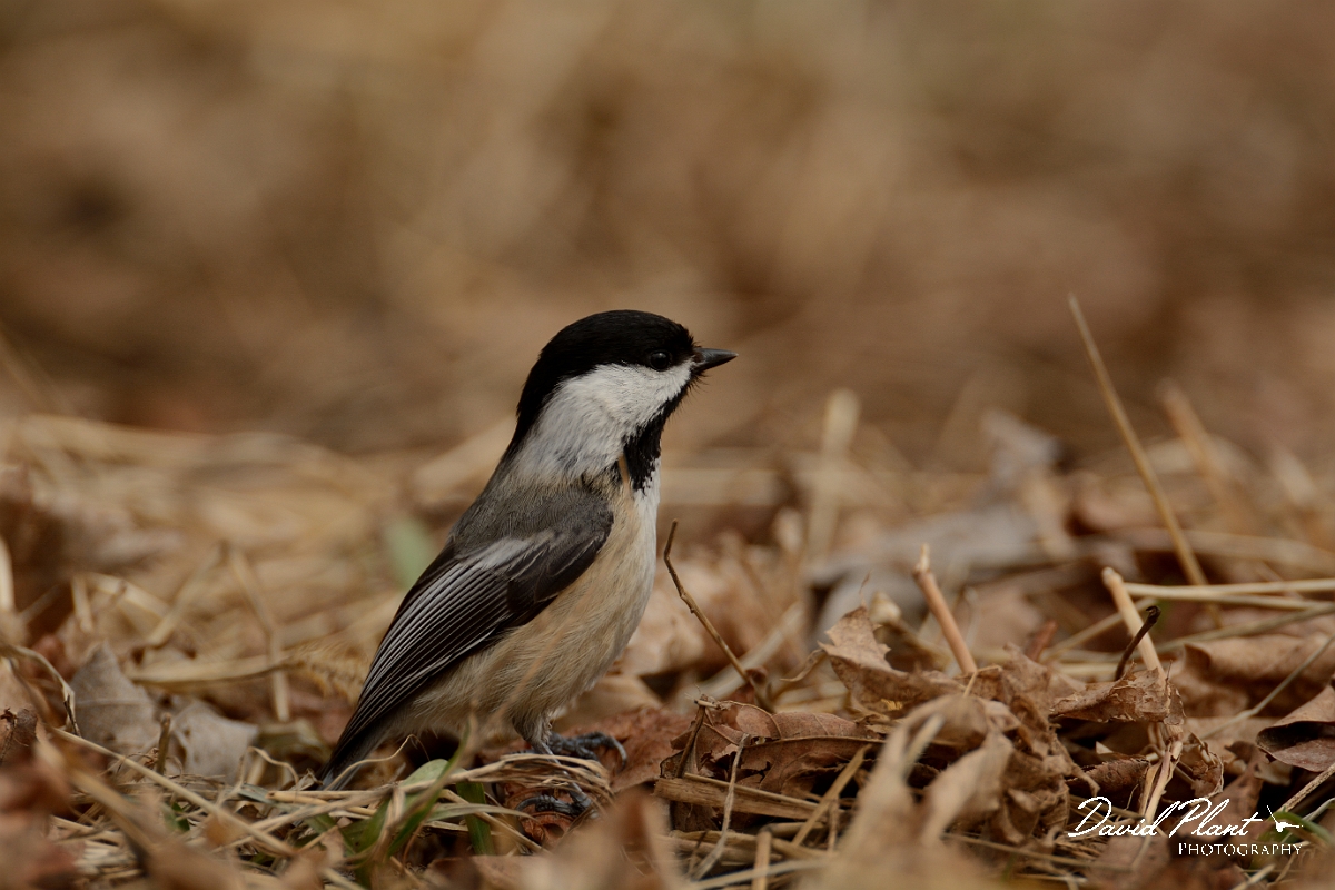 David Plant Photography - Wildlife Photography - Black-capped chickadee - F.jpg - Black-capped chickadee - Ipswich River WR, MA