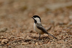 David Plant Photography - Wildlife Photography - Black-capped chickadee - D