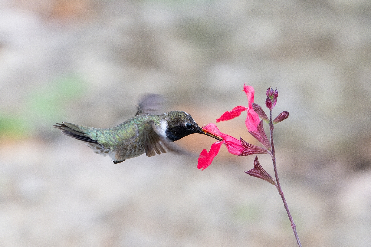 DPPhotography - Texas - Black-chinned hummingbird - AA.jpg - Black-chinned hummingbird, male - Pedernales Falls State Park, Texas