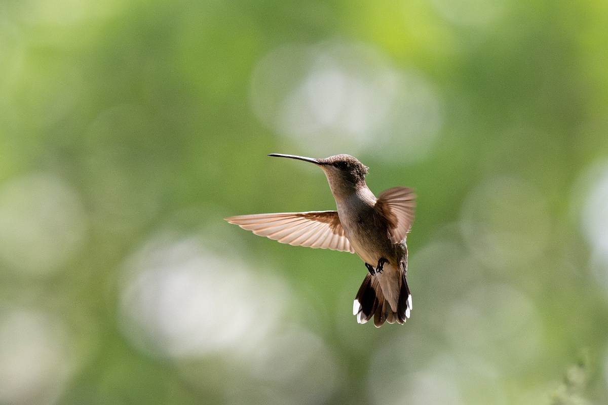 DPPhotography - Texas - Black-chinned hummingbird - AB.jpg - Black-chinned hummingbird, female - Pedernales Falls State Park, Texas