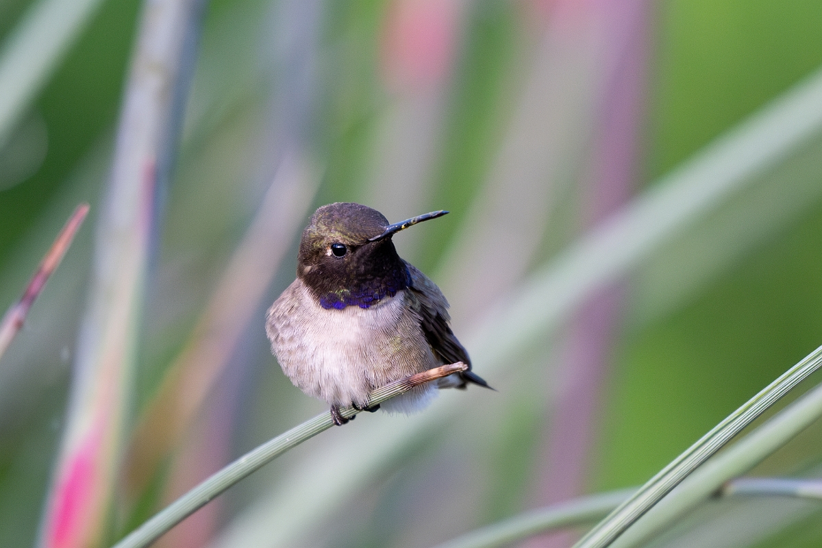 DPPhotography - Texas - Black-chinned hummingbird - B.jpg - Black-chinned hummingbird, male - Ink Lake State Park, Texas