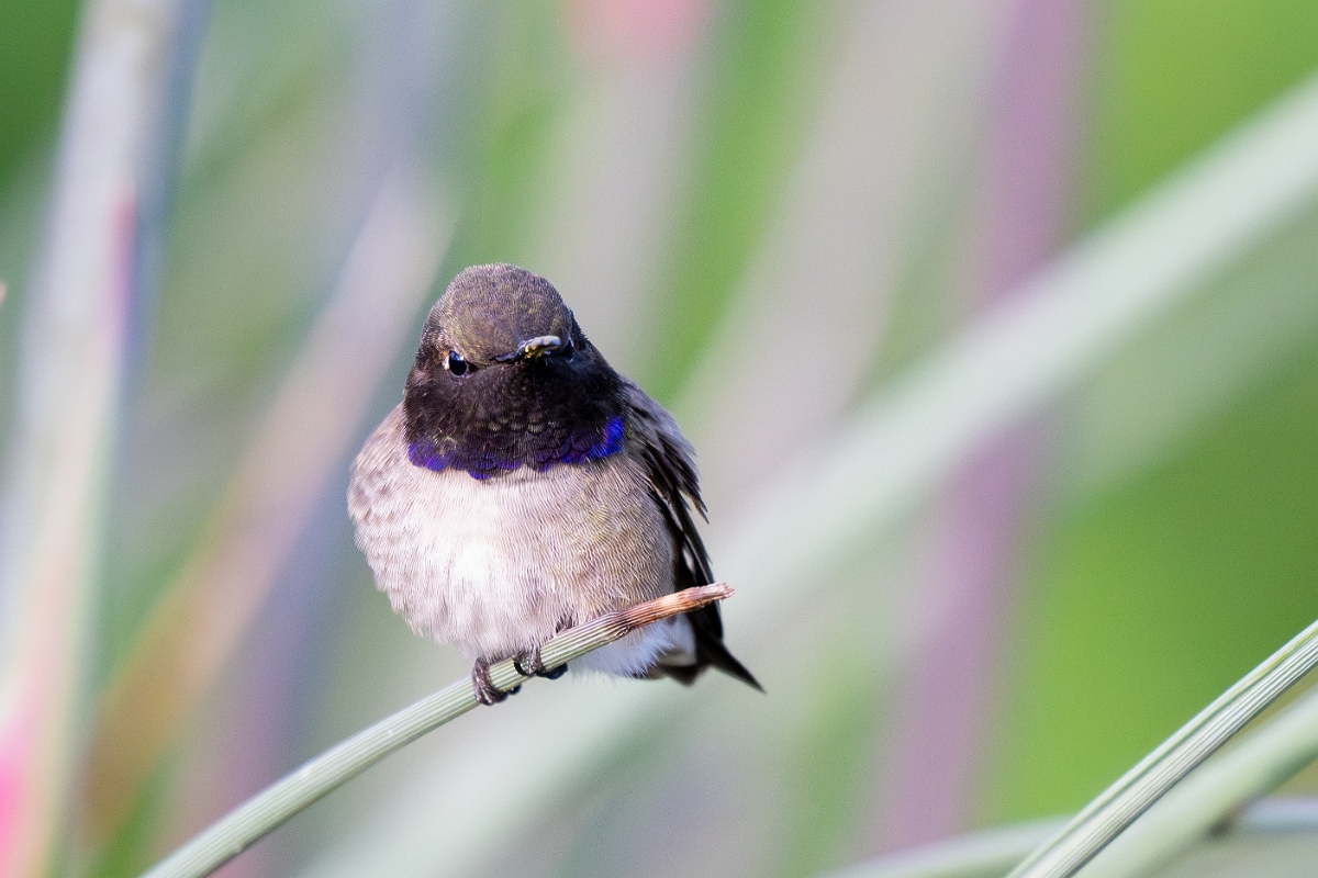 DPPhotography - Texas - Black-chinned hummingbird - C.jpg - Black-chinned hummingbird, male - Ink Lake State Park, Texas