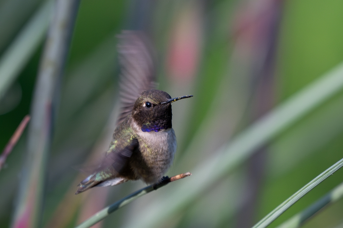 DPPhotography - Texas - Black-chinned hummingbird - G.jpg - Black-chinned hummingbird, male - Ink Lake State Park, Texas