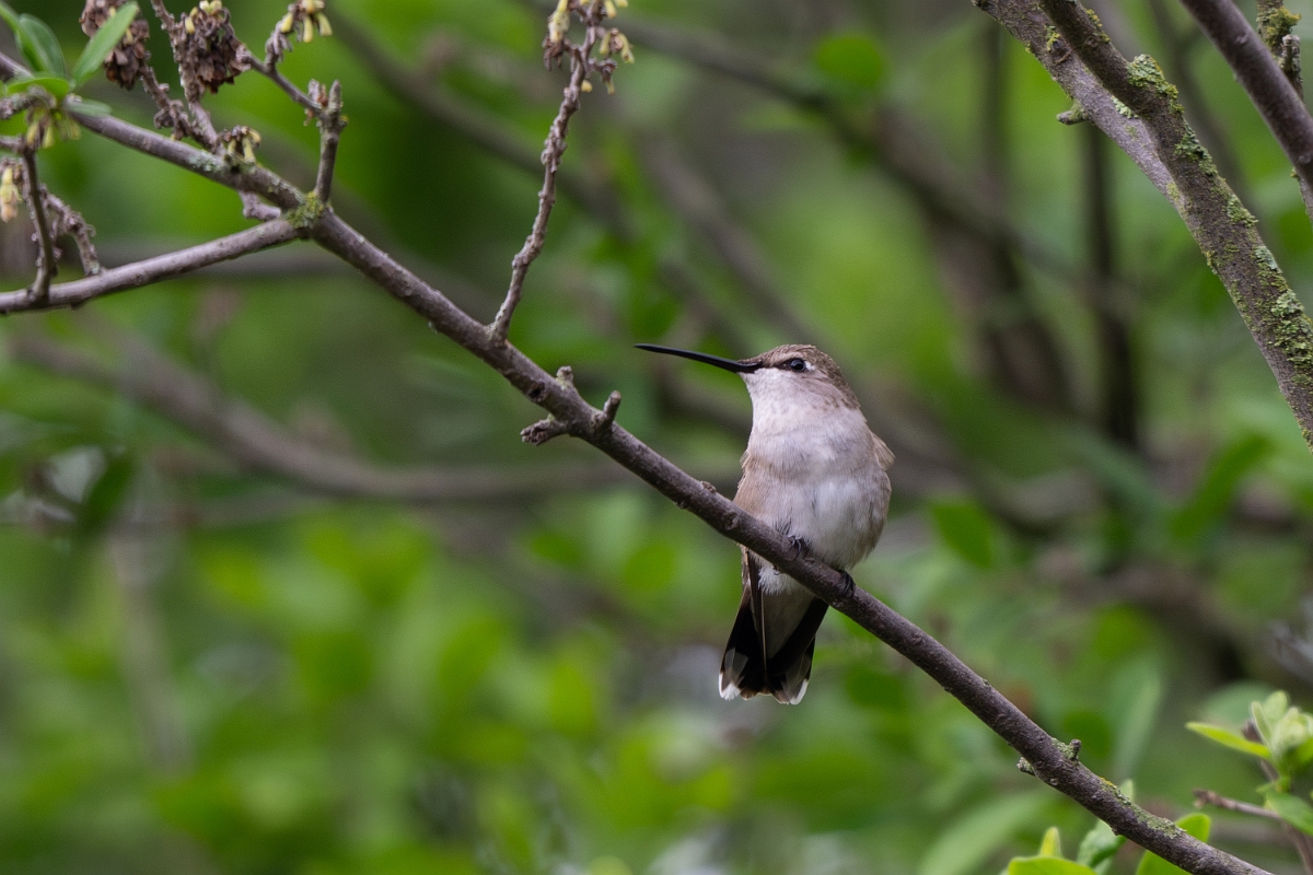 DPPhotography - Texas - Black-chinned hummingbird - I.jpg - Black-chinned hummingbird, female - Pedernales Falls State Park, Texas