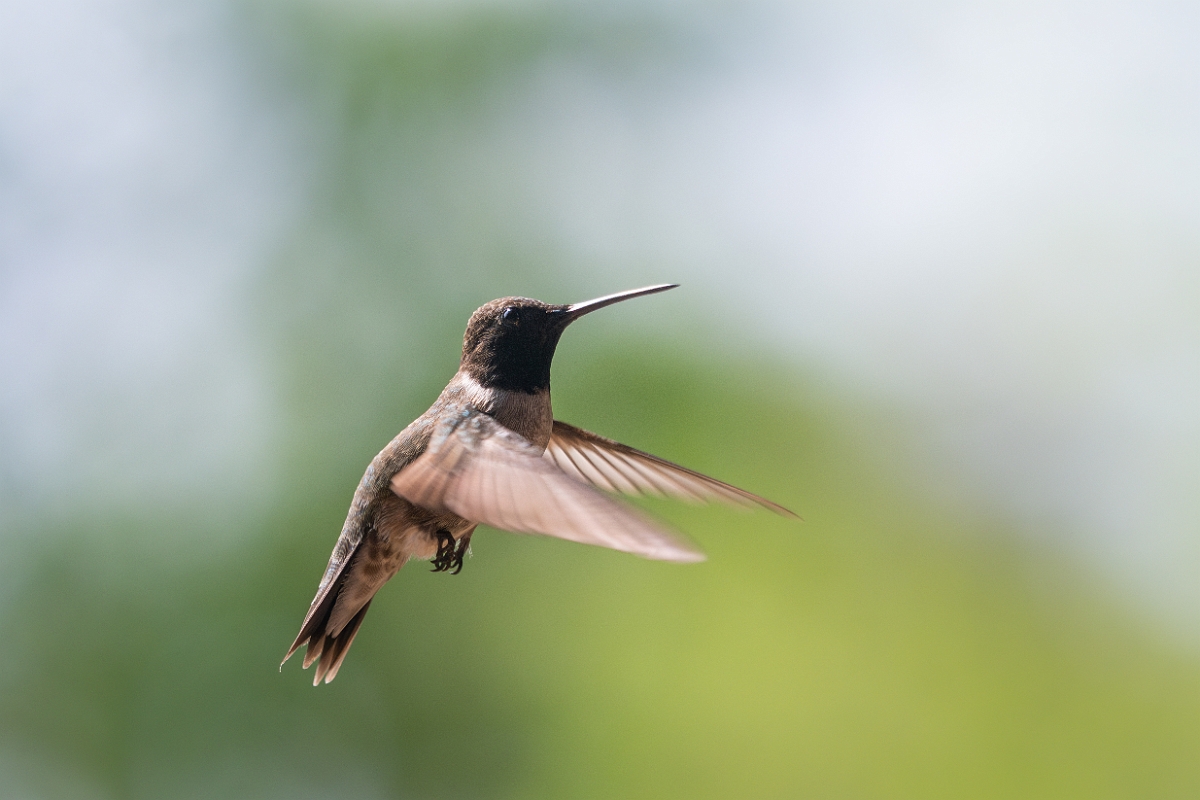 DPPhotography - Texas - Black-chinned hummingbird - K.jpg - Black-chinned hummingbird, male - Pedernales Falls State Park, Texas
