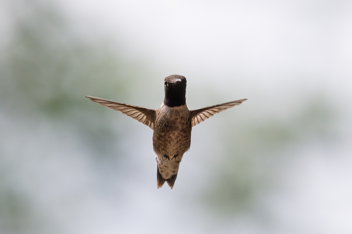 DPPhotography - Texas - Black-chinned hummingbird - O.jpg - Black-chinned hummingbird, male - Pedernales Falls State Park, Texas