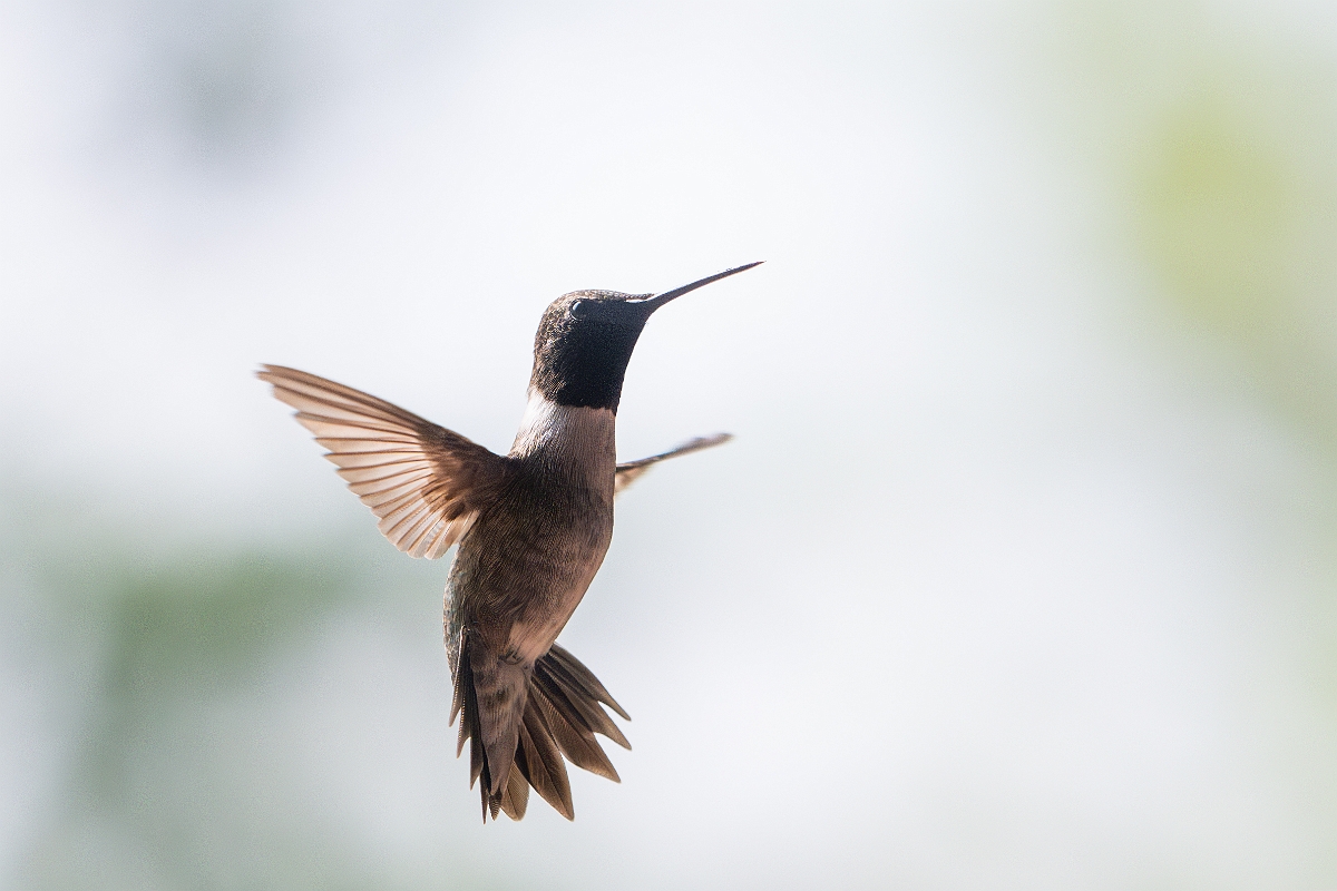 DPPhotography - Texas - Black-chinned hummingbird - R.jpg - Black-chinned hummingbird, male - Pedernales Falls State Park, Texas
