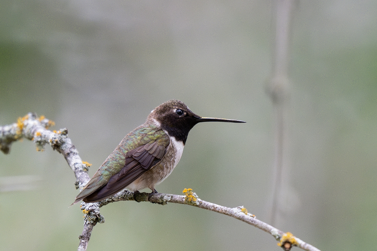 DPPhotography - Texas - Black-chinned hummingbird - U.jpg - Black-chinned hummingbird, male - Pedernales Falls State Park, Texas