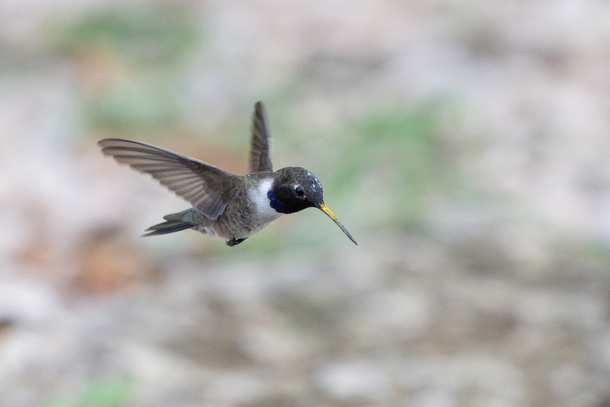 DPPhotography - Texas - Black-chinned hummingbird - W.jpg - Black-chinned hummingbird, male - Pedernales Falls State Park, Texas