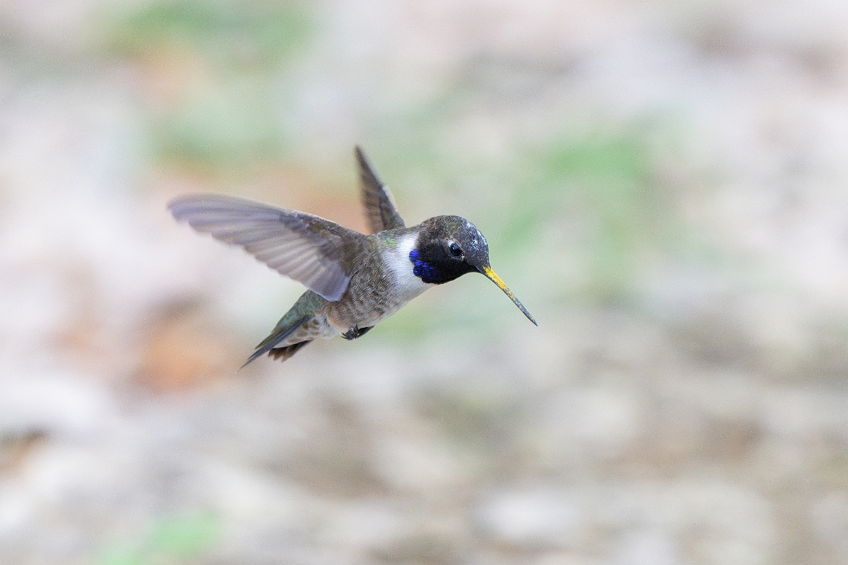 DPPhotography - Texas - Black-chinned hummingbird - X.jpg - Black-chinned hummingbird, male - Pedernales Falls State Park, Texas
