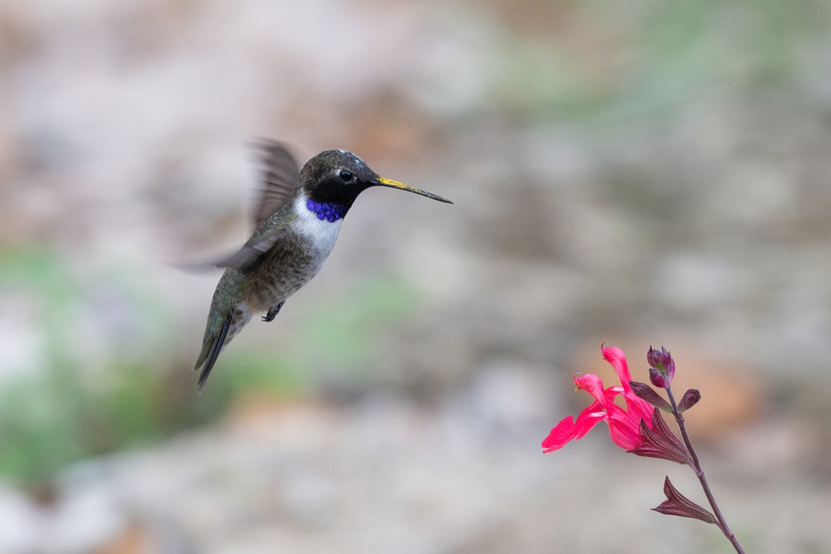 DPPhotography - Texas - Black-chinned hummingbird - Z.jpg - Black-chinned hummingbird, male - Pedernales Falls State Park, Texas