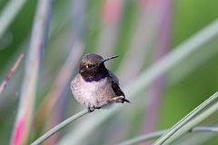 DPPhotography - Texas - Black-chinned hummingbird - B