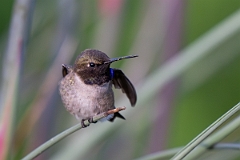 DPPhotography - Texas - Black-chinned hummingbird - D