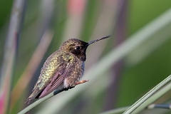 DPPhotography - Texas - Black-chinned hummingbird - E