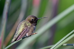 DPPhotography - Texas - Black-chinned hummingbird - F