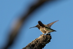 DPPhotography - Texas - Black-chinned hummingbird - H