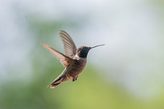 DPPhotography - Texas - Black-chinned hummingbird - J