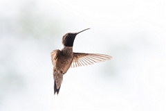 DPPhotography - Texas - Black-chinned hummingbird - L