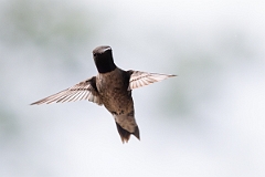 DPPhotography - Texas - Black-chinned hummingbird - M