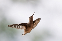 DPPhotography - Texas - Black-chinned hummingbird - N
