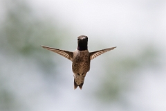 DPPhotography - Texas - Black-chinned hummingbird - O