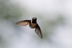 DPPhotography - Texas - Black-chinned hummingbird - P