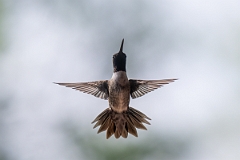 DPPhotography - Texas - Black-chinned hummingbird - Q