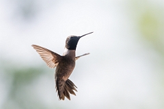 DPPhotography - Texas - Black-chinned hummingbird - R