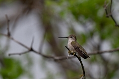DPPhotography - Texas - Black-chinned hummingbird - S