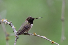 DPPhotography - Texas - Black-chinned hummingbird - T
