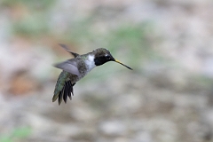 DPPhotography - Texas - Black-chinned hummingbird - V