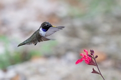 DPPhotography - Texas - Black-chinned hummingbird - Y