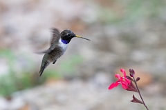 DPPhotography - Texas - Black-chinned hummingbird - Z